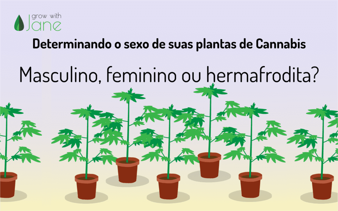 Identificar Plantas De Cannabis Macho F Mea E Hermafrodita