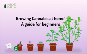 Growing Cannabis at home: a guide for beginners
