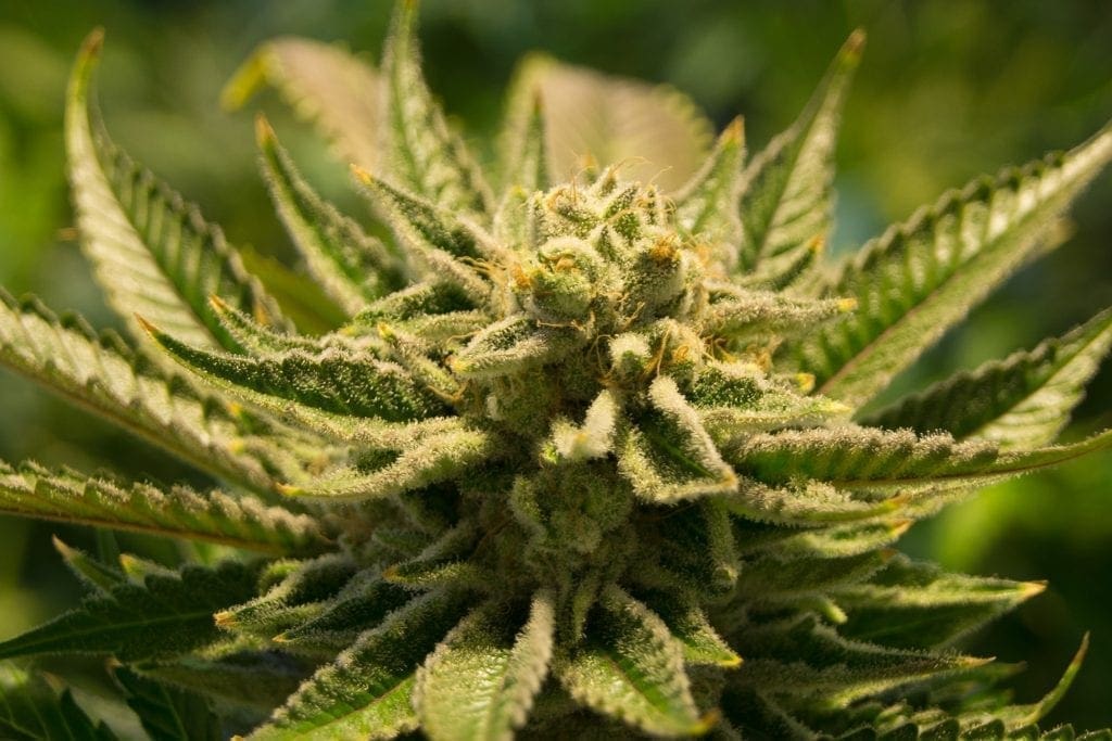 Planta de cannabis florescendo tardiamente