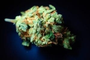 cured Cannabis bud