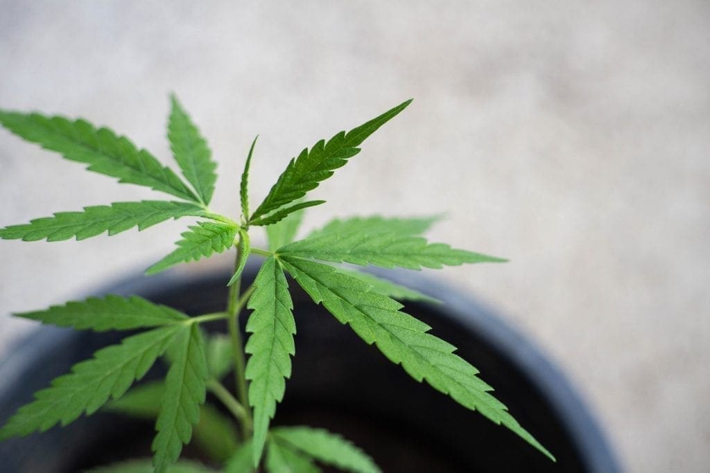 Planta de cannabis en una maceta con tierra