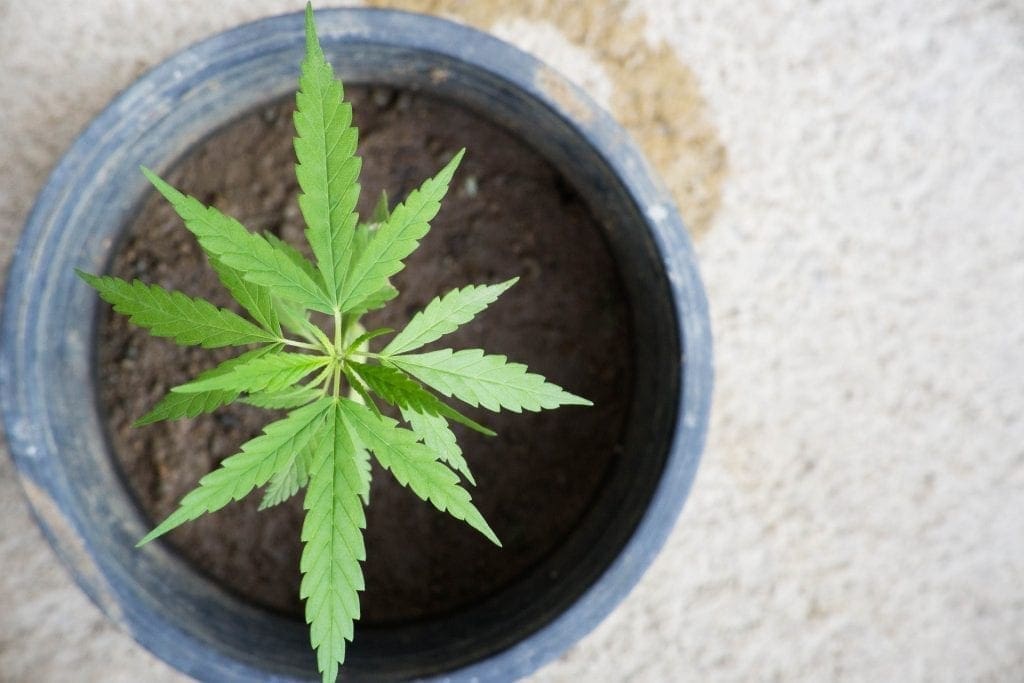 Cannabis plant in a pot with soil