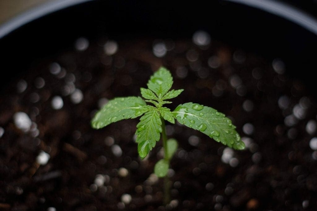 Cannabissprossen keimt im Boden