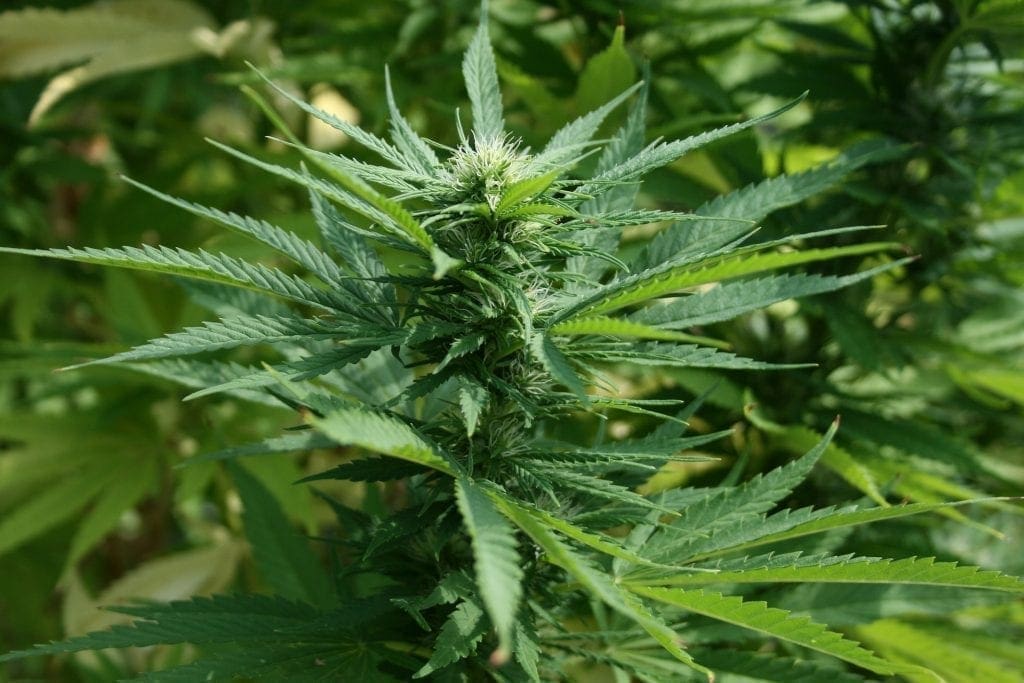 Cannabispflanze mitten blühend