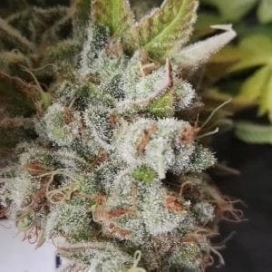 Cannabis bud with white trichomes
