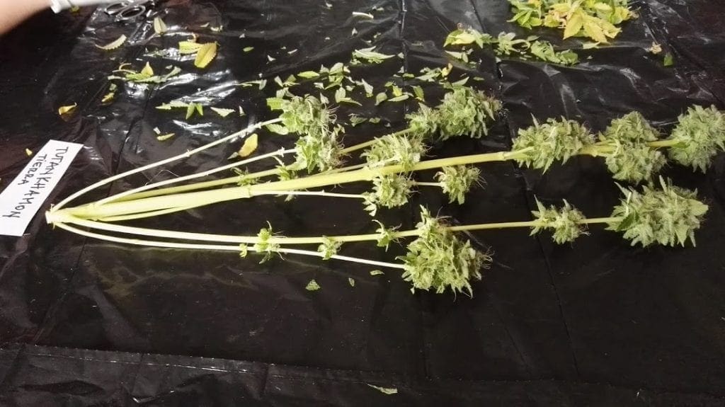 Récolte de cannabis branches courtes