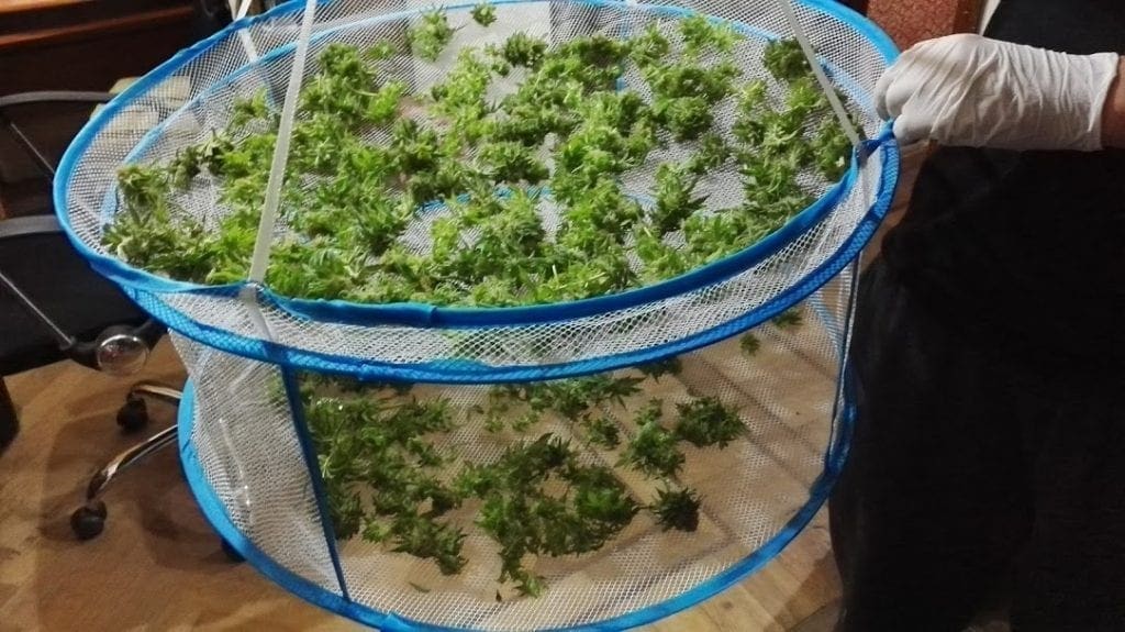 secagem rack cannabis