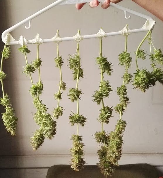 Cómo empezar un cultivo interior de marihuana