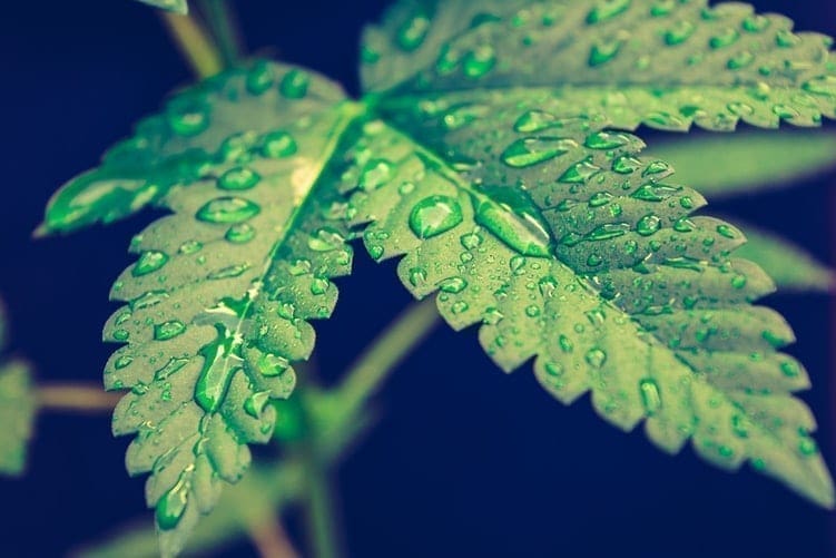 watering cannabis plants