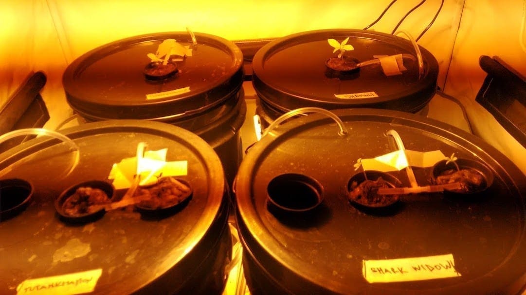 Plántulas de Cannabis en sistema de hidroponía