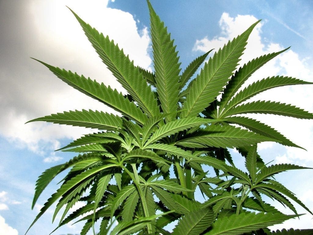 Planta de cannabis em estágio vegetativo