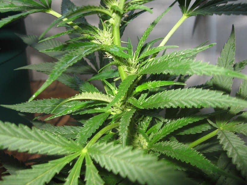 Cannabis plant early flowering stage