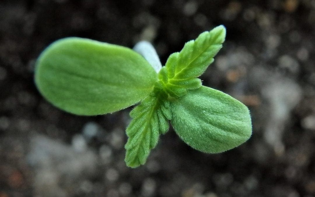 Growing Cannabis at home for beginners