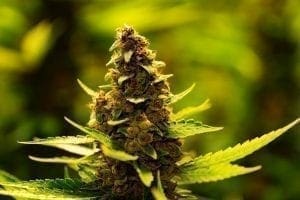 Planta de cannabis estágio de floração tardia