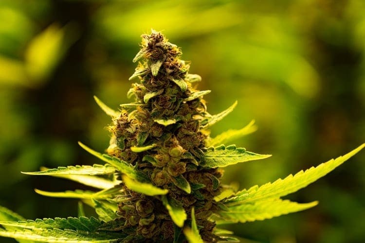 Planta de cannabis al final de la floración