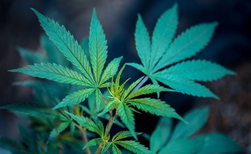 Pianta di cannabis vegetativa