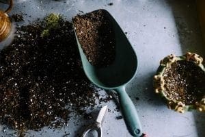 Preparing soil Cannabis crop