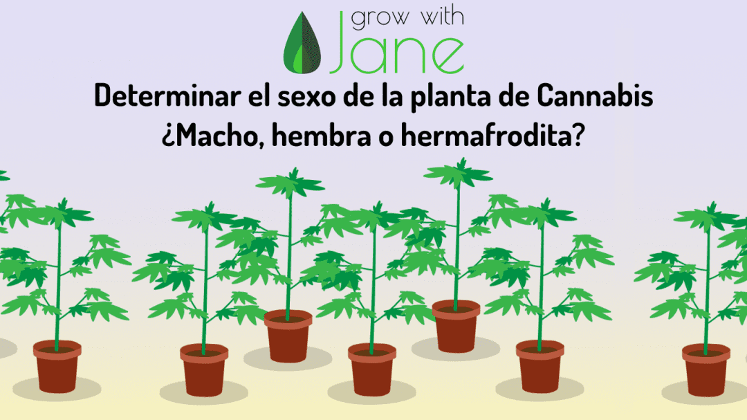 planta cannabis macho hembra hermafrodita