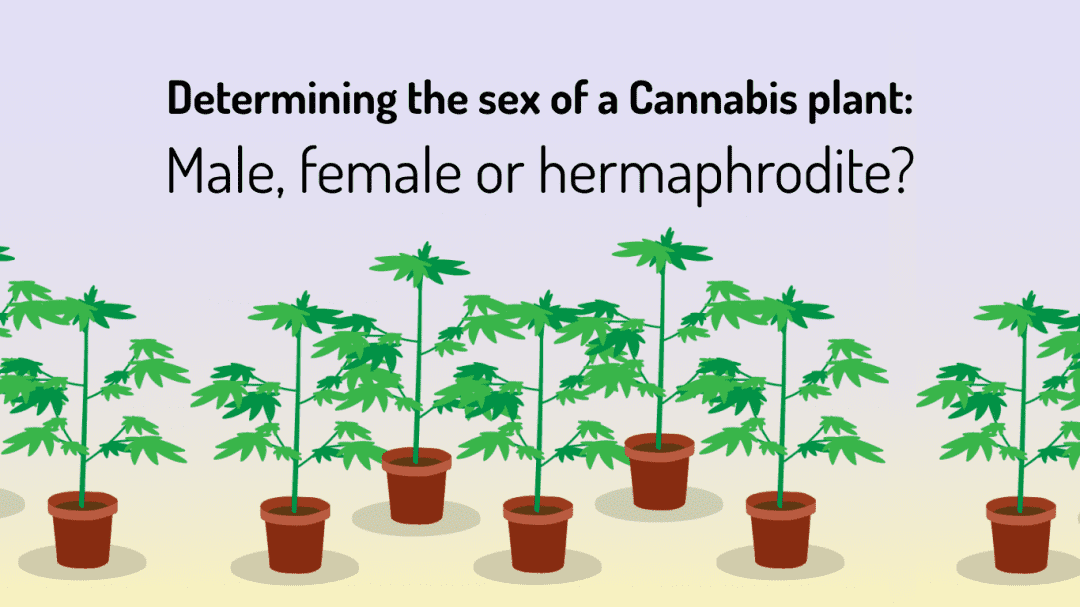 when can you tell if your plant is male or female