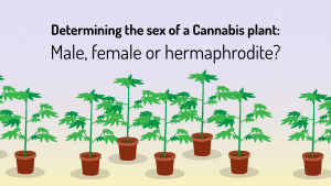 Determining the sex of your Cannabis plants