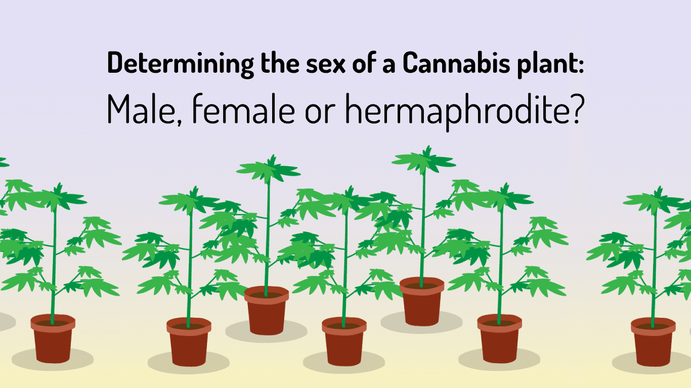 Determining the sex of a Cannabis plants