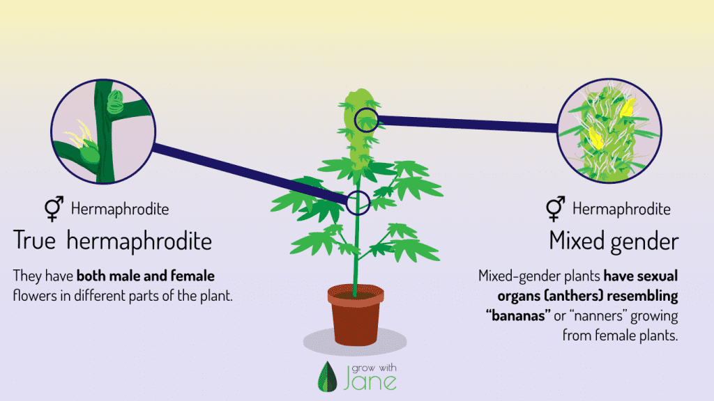 Identify Male Female And Hermaphrodite Cannabis Plants