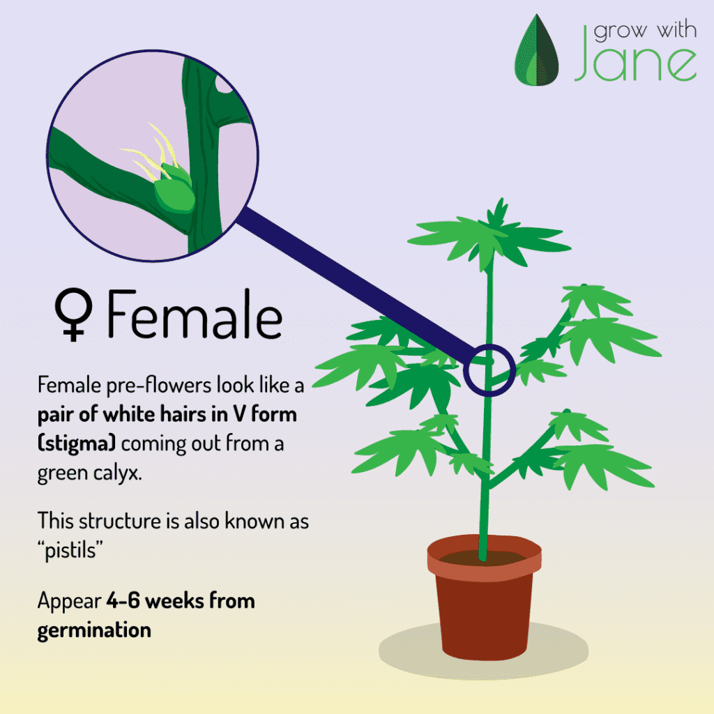 Identify Male Female And Hermaphrodite Cannabis Plants 0953