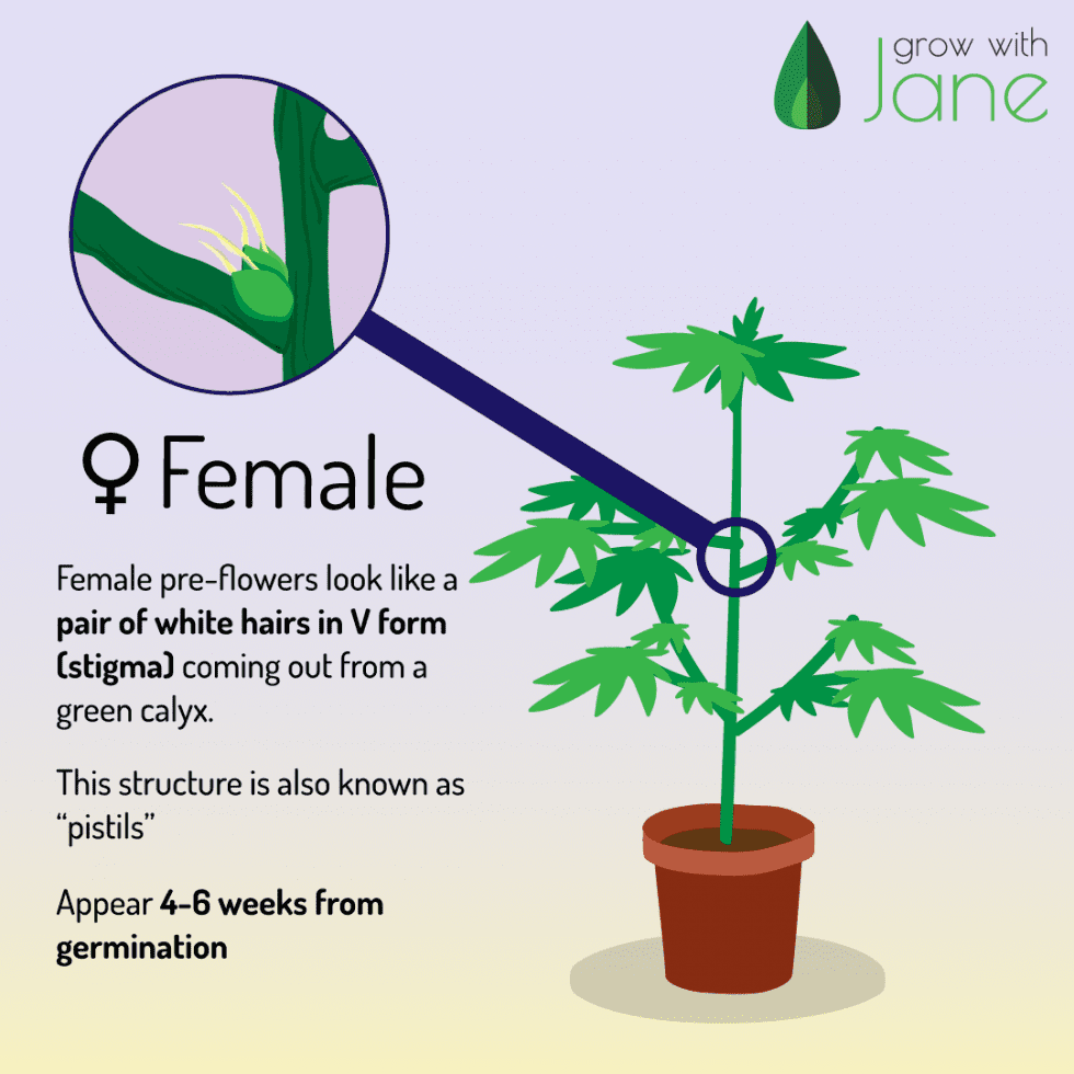 Identify male, female and hermaphrodite Cannabis plants