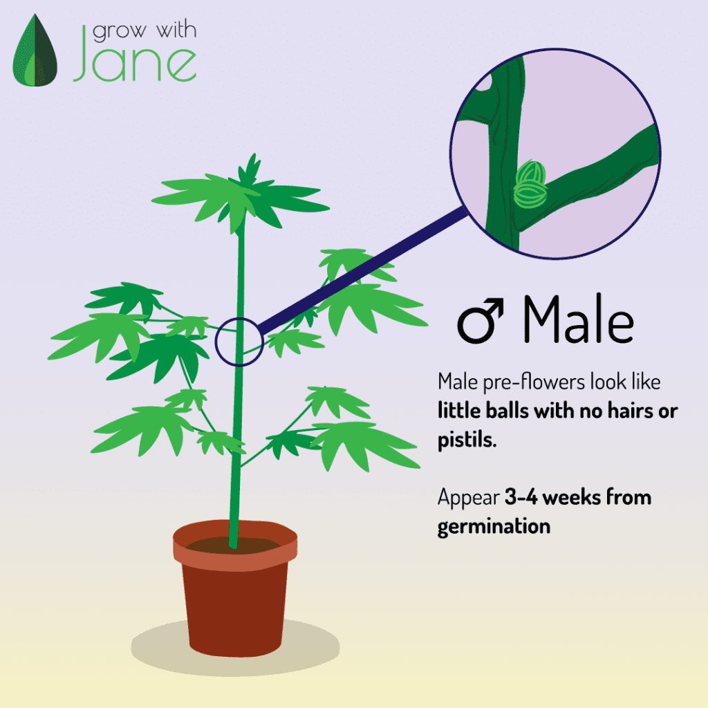 Preflores masculines en plantes de cànnabis. Petites boles, sense pèls ni pilstils.
Apareixen 3-4 setmanes des de la germinació.
