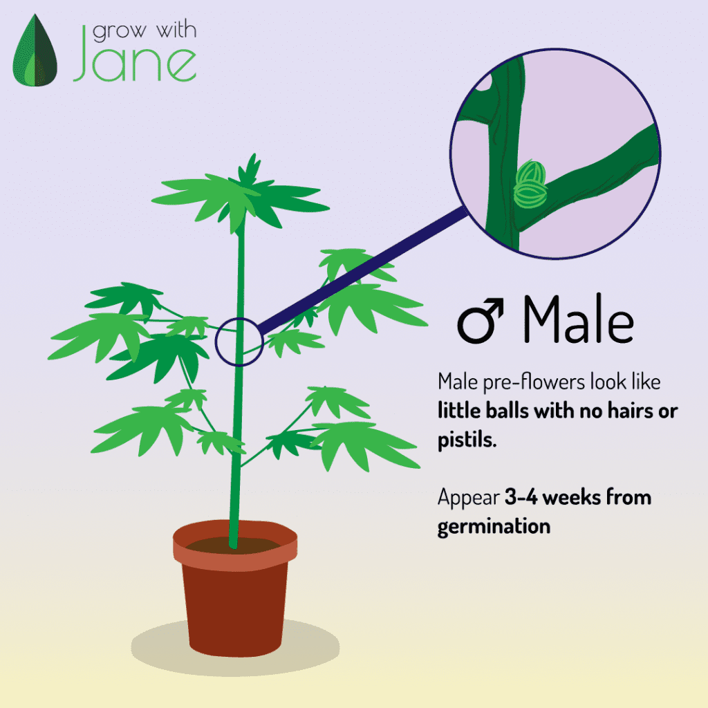 Identify male, female and hermaphrodite Cannabis plants