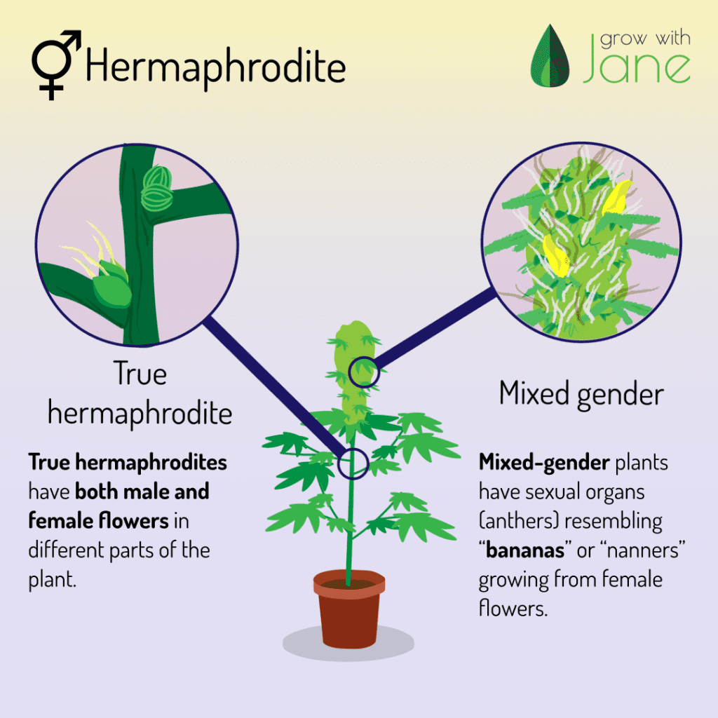 Hermaphrodite pre-flowers in Cannabis plants. Both male and female pre-flowers. Resemble bananas.