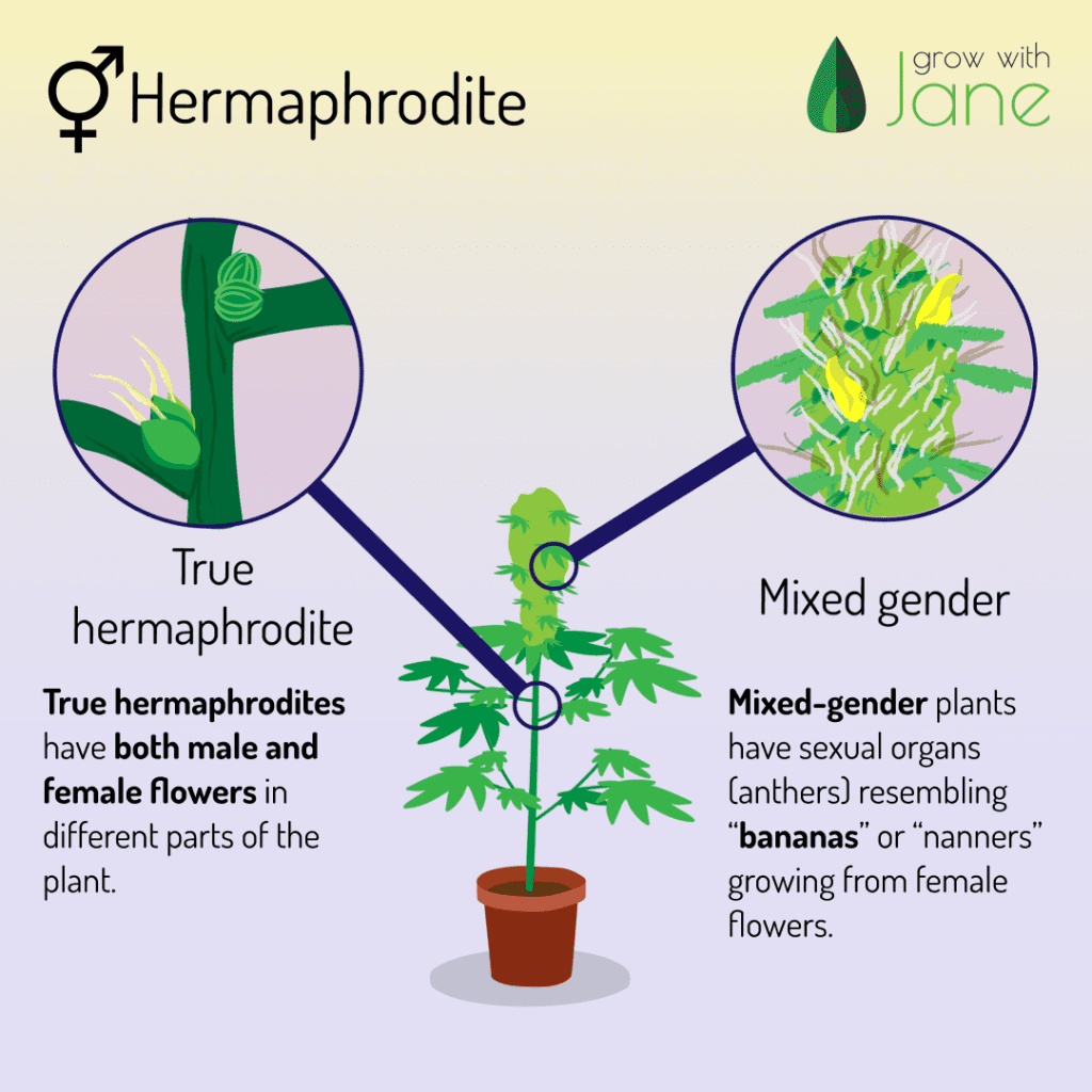 Identify male, female and hermaphrodite Cannabis plants