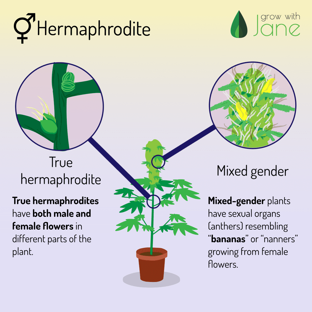 Identify Male Female And Hermaphrodite Cannabis Plants