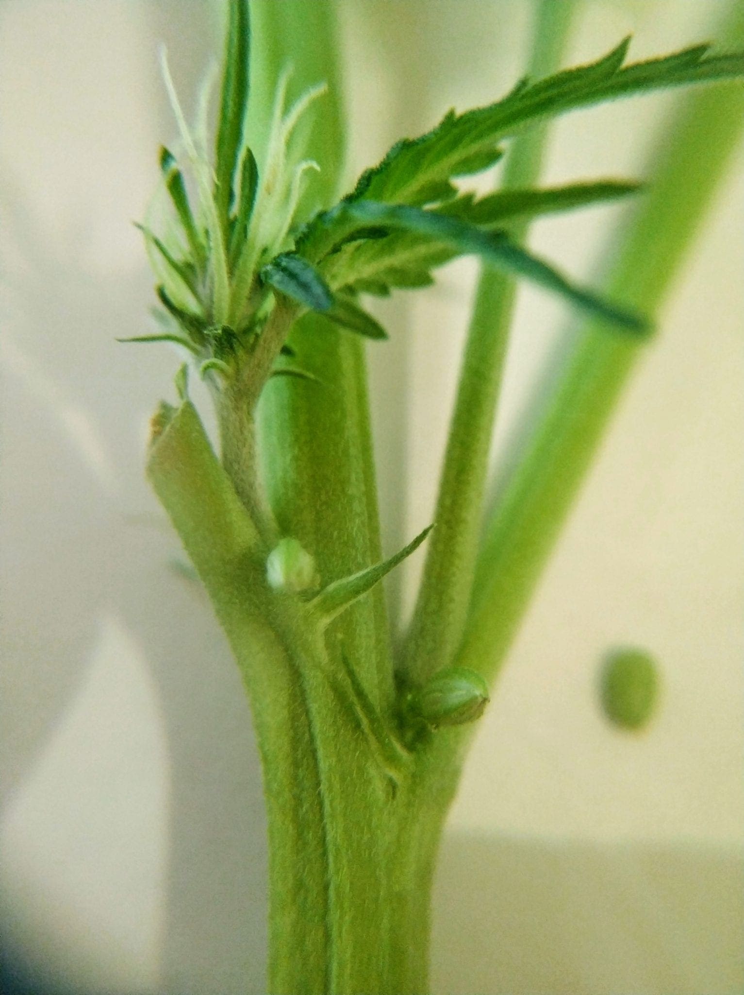 Identify Male Female And Hermaphrodite Cannabis Plants 3249