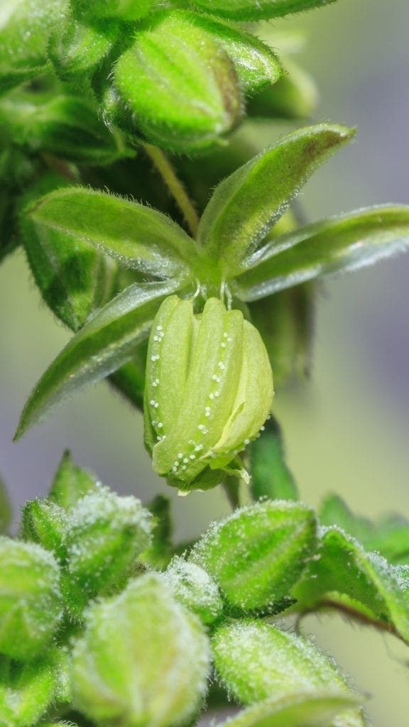 Cannabis männliche Blume offene Pollen
