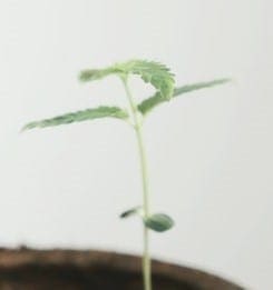 cannabis seedling with stretched stem
