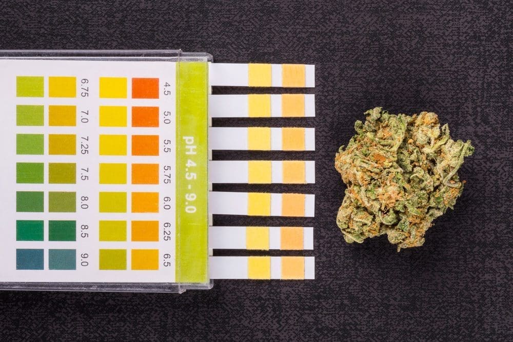ph paper strips cannabis plant