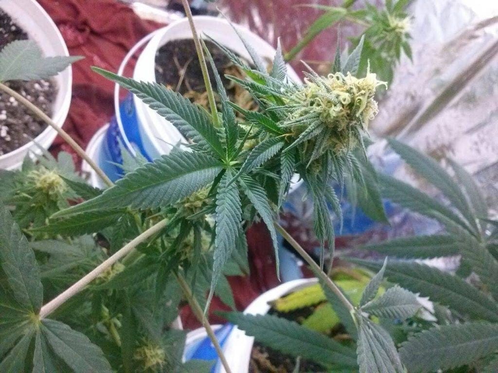 Planta de cannabis durante la etapa de floración.