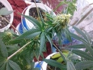 The Cannabis plant life cycle - Cannabis stages week by week