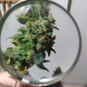 Cannabis bud harvested loupe trichomes