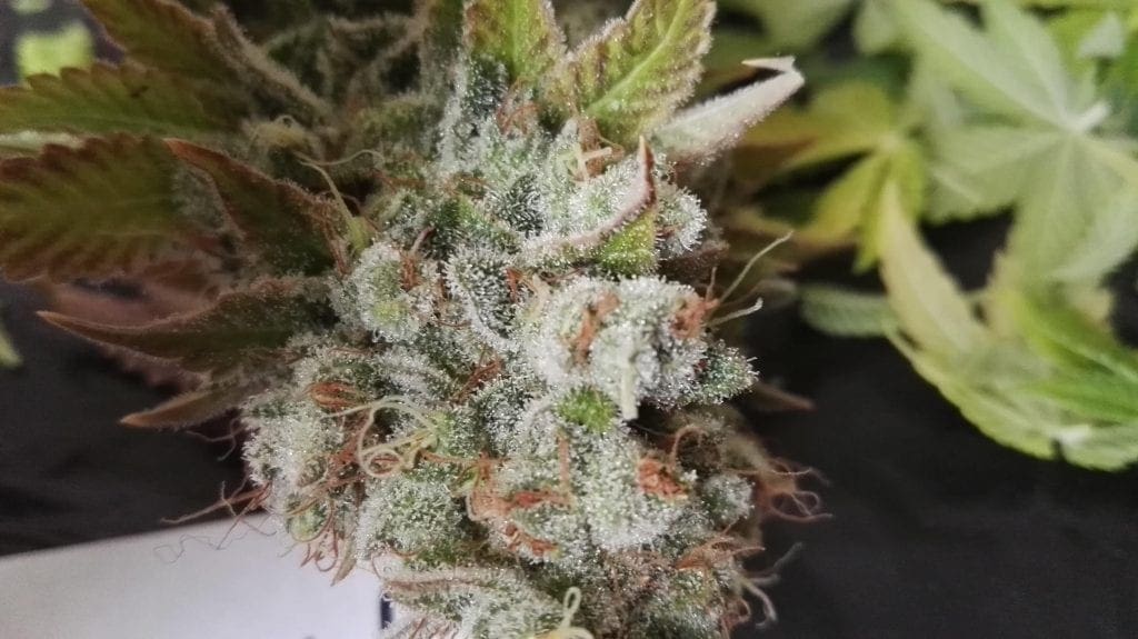Cannabis bud harvested trichomes