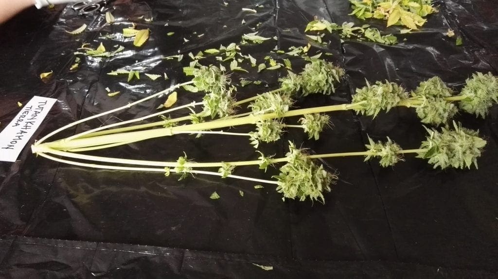Récolte de bourgeons de branches de cannabis