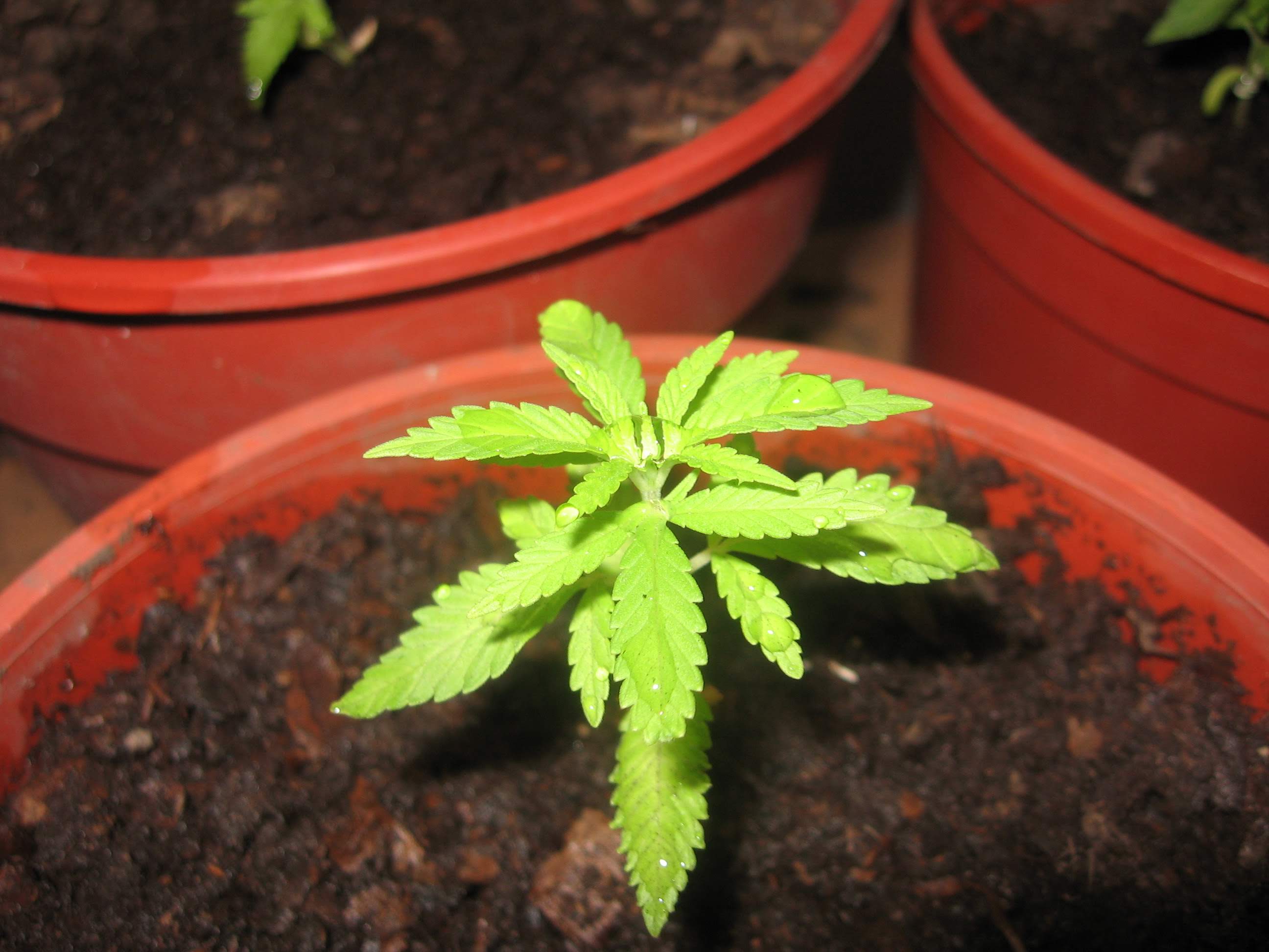 Cànnabis en fase vegetativa - setmana 1