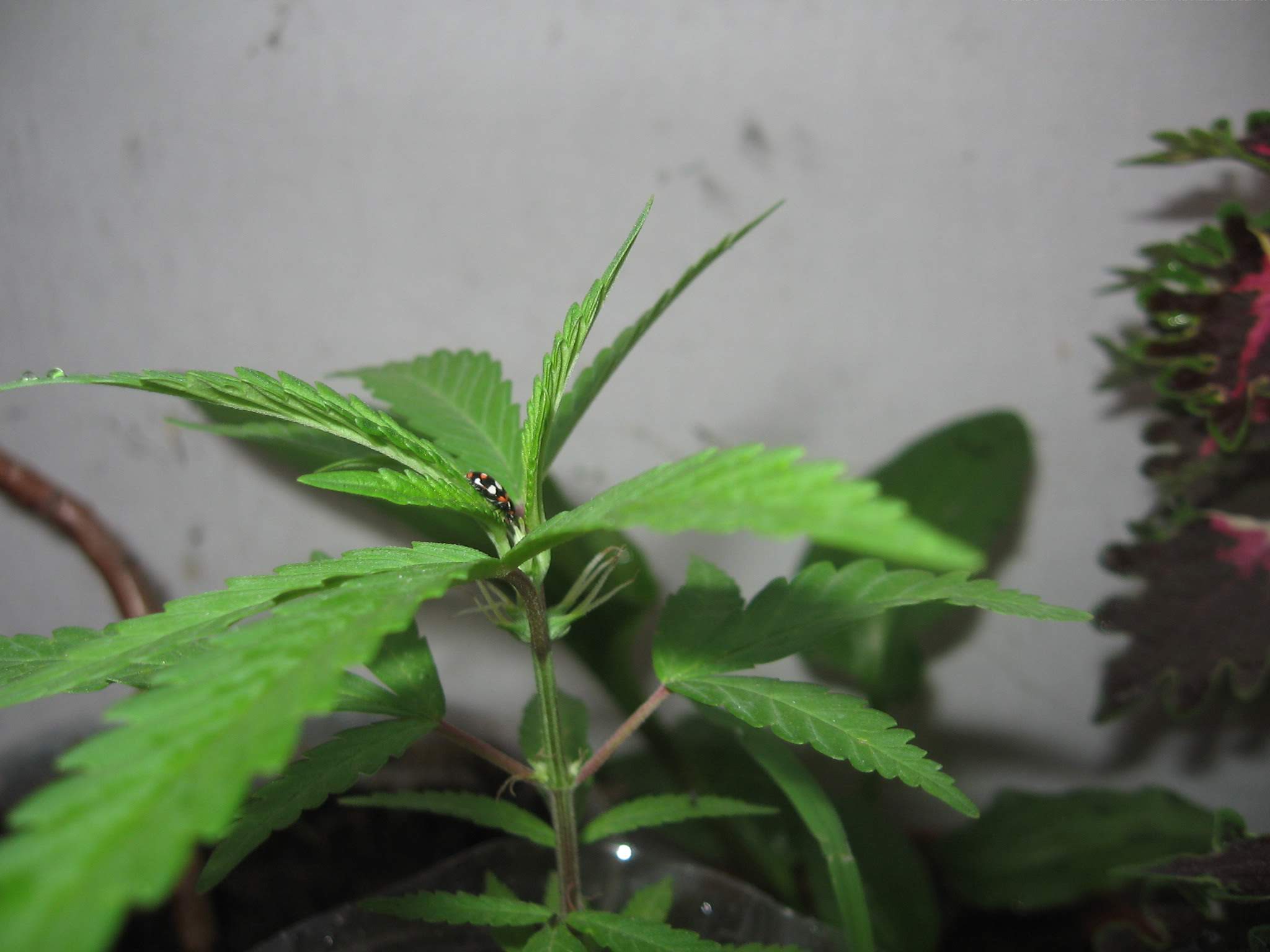 Cannabis in vegetative stage - week 2