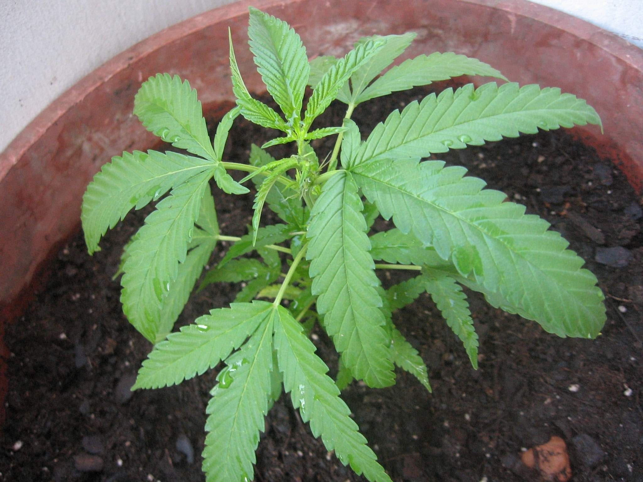Cannabis in vegetative stage - week 3