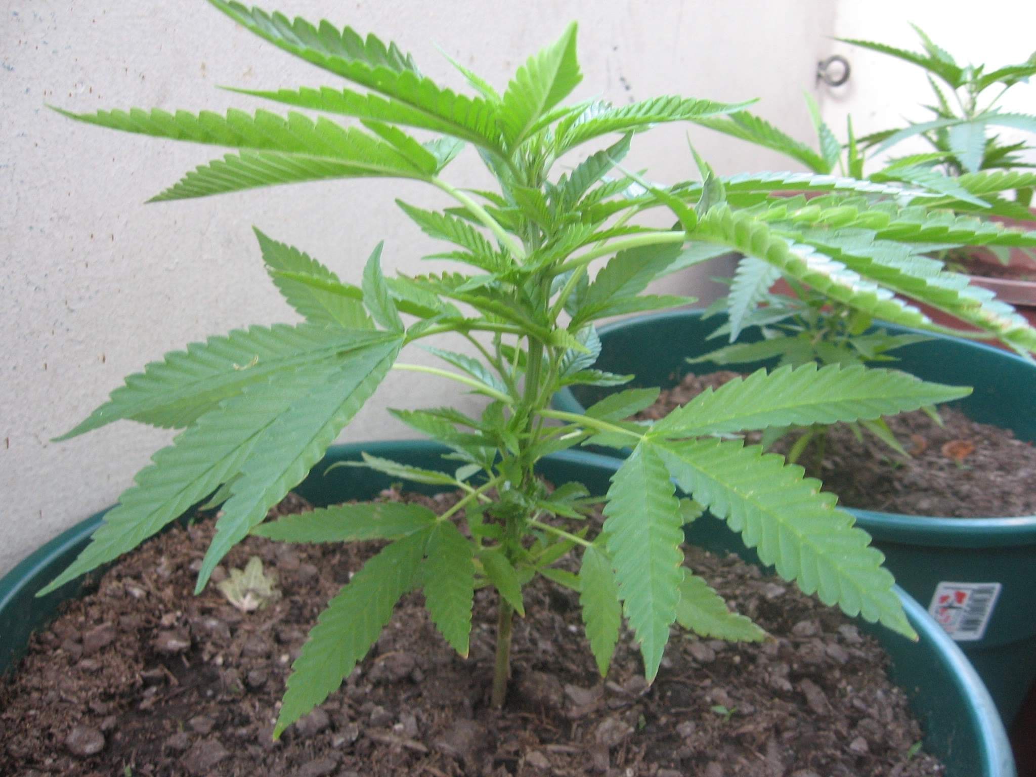 Cannabis in vegetative stage - week 4