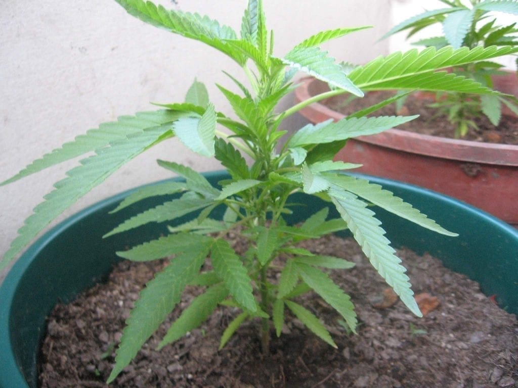 Estágio vegetativo da cannabis - semana 3