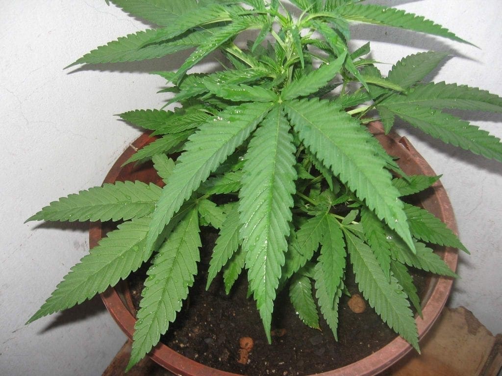 Estágio vegetativo da cannabis - semana 4