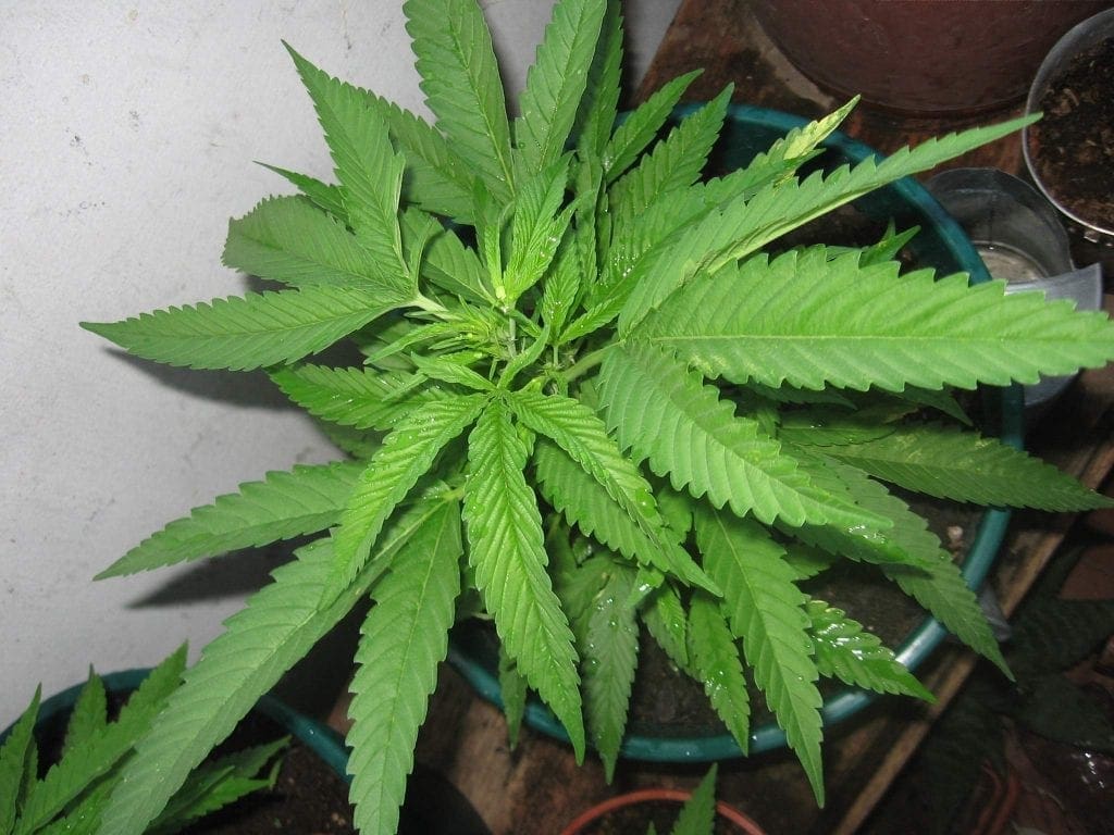 Estágio vegetativo da cannabis - semana 4
