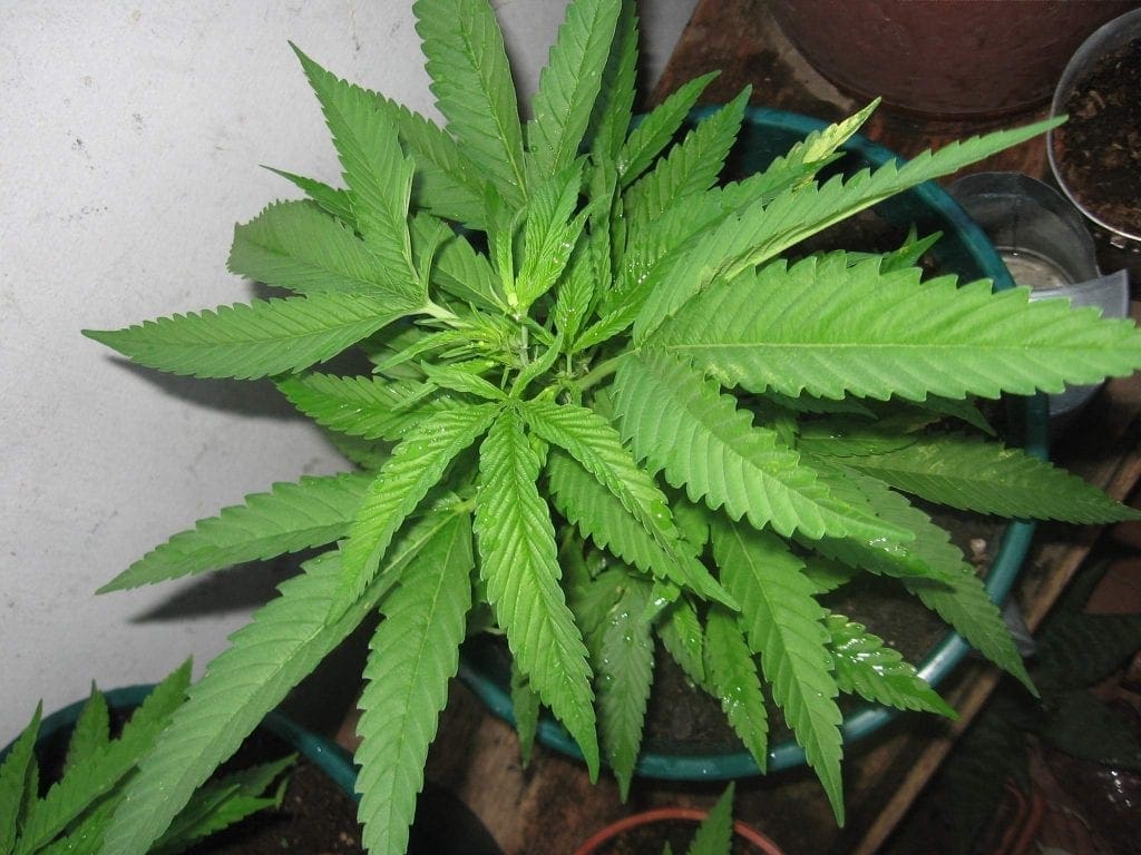 female weed plant leaves